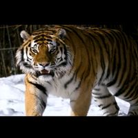 оригинальный звук