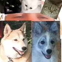 original sound - olegalika