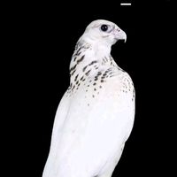 waheedmam007