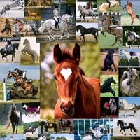 оригинальный звук - ۞Horses edits۞