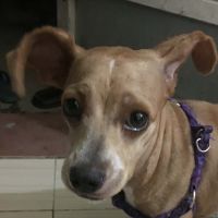 âm thanh gốc - yiu