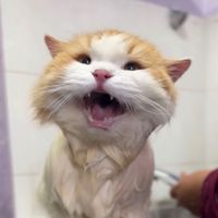 okedboy