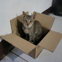 moming.filo