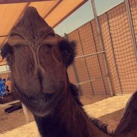 الصوت الأصلي