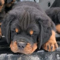 rottweilerlanaudiere