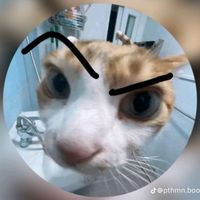 gatito_2218