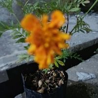 zuezue9820202003