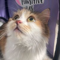 mikomukatopeng