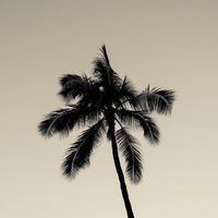 تكفون لا تستخدمون الصوت