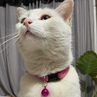 puspus_bobo