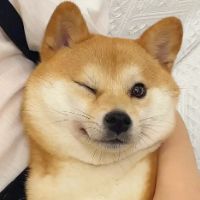 cutepetstoryhall