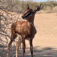 douz.la.porte.du.sahara