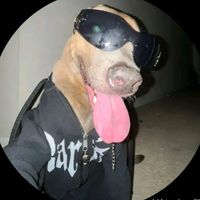 dogx_oficial0