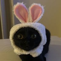 bibibaby49