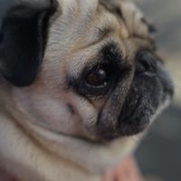 pug_boss_pug