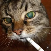 Wanna be like you Remix