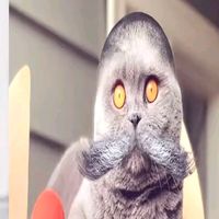 voltvigor