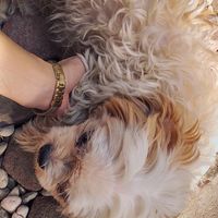 original sound - Lyn Cortez