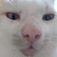 el_gatoo29