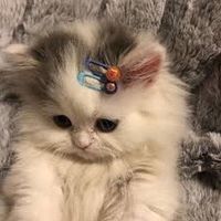 suara asli - wd✨🐝