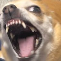 sedfzk