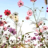 flowerlover.235