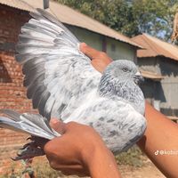 rijan9991
