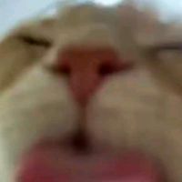 reyqdfi