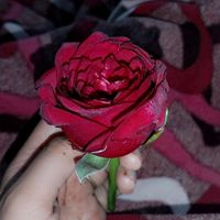 ksukh..ss