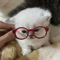 cattyon