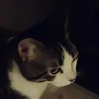 Very scary chase theme