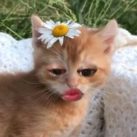 original sound - blackshit