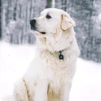 original sound - bikey769