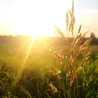 original sound - da_bicho0