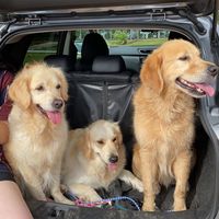 the.golden.retreivers