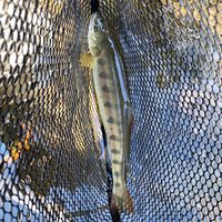 オリジナル楽曲 - Picosan70🧟‍♂️🐟