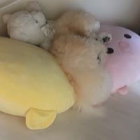오리지널 사운드 - 💚괴도그린💚