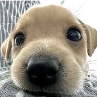 오리지널 사운드 - 정우 선수 땜시 살것네