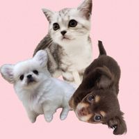 オリジナル楽曲 - し🐱こ🐶ぱ🐶
