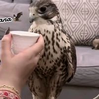 الصوت الأصلي