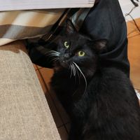 suara asli - TP