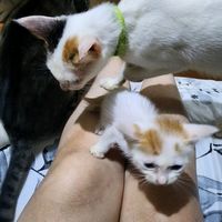 original sound - loidasdecin