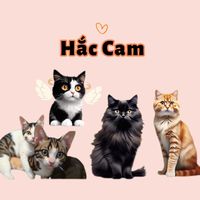 haccamln