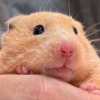 nemutaihamster