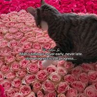 itskatie55