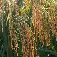suara asli - PETANI ONLINEE