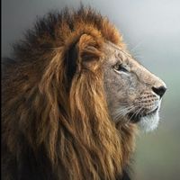 kingalpha190