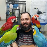 parrots_king