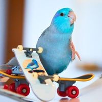littlewolfiebird