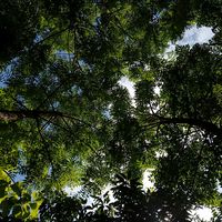wachirasamerpok38